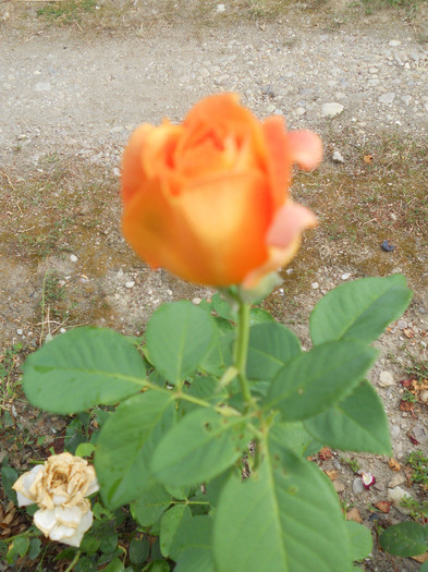 DSCN1374