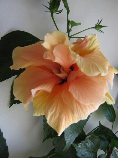 Classic Apricot - Hibiscus - Colectie veche - nu-i mai am