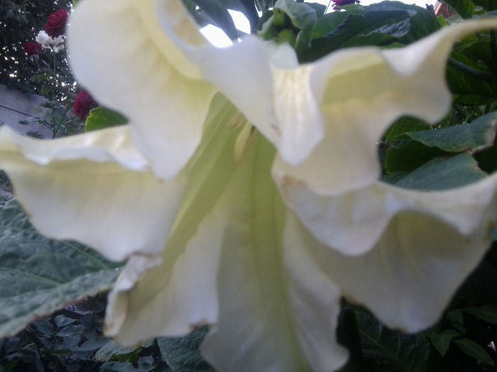 Fotografie0556 - brugmansia si datura 2012-2