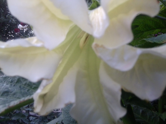 Fotografie0554 - brugmansia si datura 2012-2