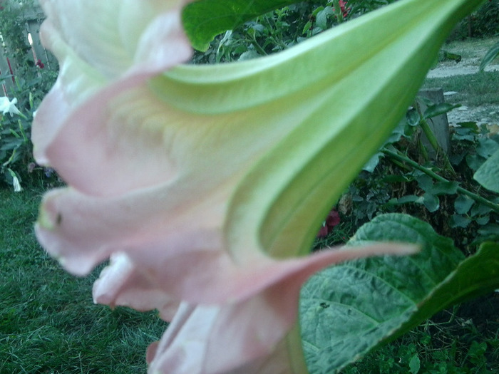 Fotografie0572 - brugmansia si datura 2012-2