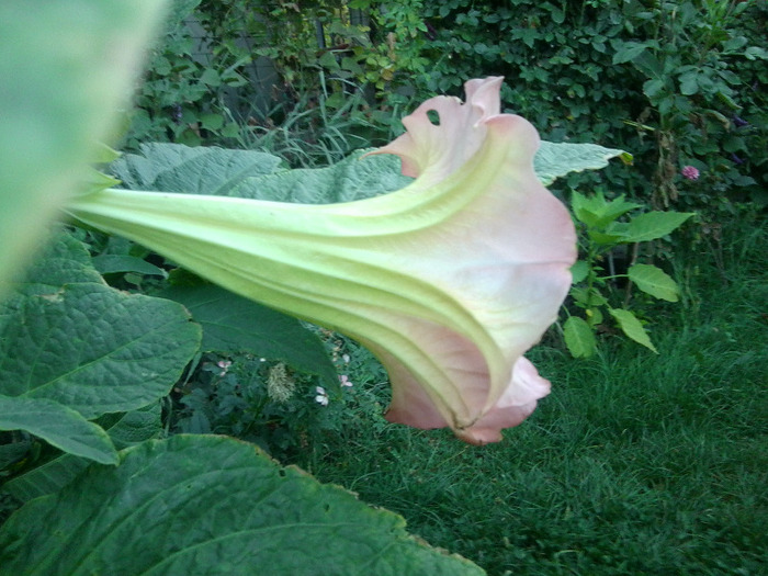 Fotografie0573 - brugmansia si datura 2012-2