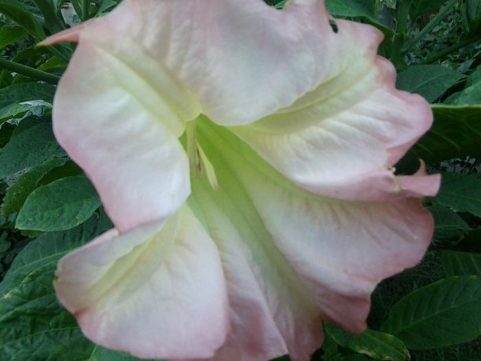 Fotografie0574 - brugmansia si datura 2012-2