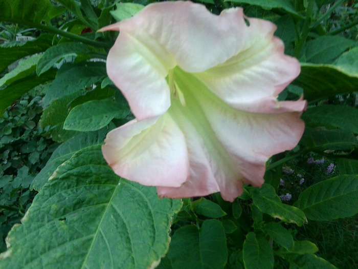 Fotografie0575 - brugmansia si datura 2012-2