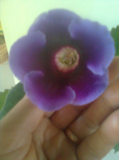 Imagine1096 - gloxinia 2011