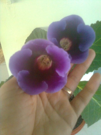 12.9.2011 - gloxinia 2011