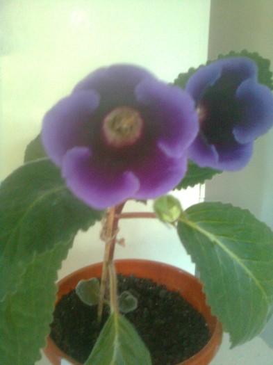 Imagine1098 - gloxinia 2011