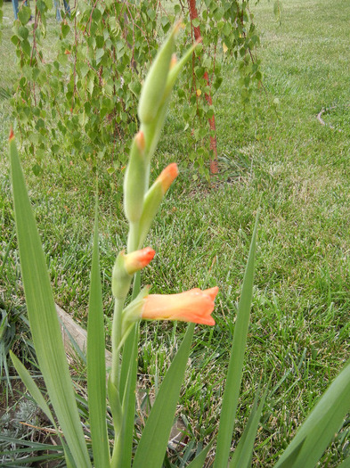 Orange Gladiolus (2011, September 08) - Gladiolus Orange