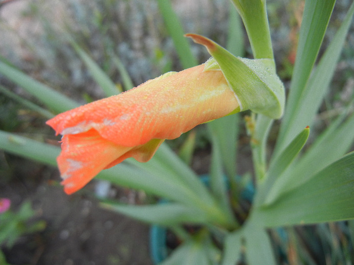 Orange Gladiolus (2011, September 08) - Gladiolus Orange