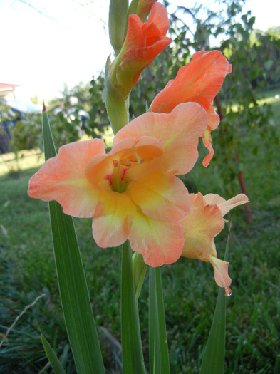 Orange Gladiolus (2011, September 11) - Gladiolus Orange