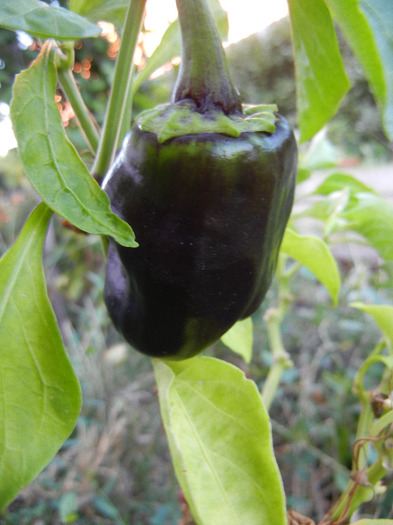 Bell Pepper Purple Flame (2011, Sep.11) - Purple Flame Pepper