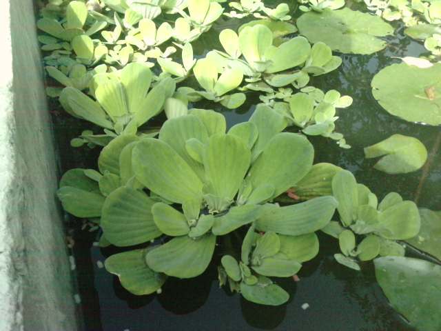 P220711_10.150002 - I plante de apa plutitoare 2012