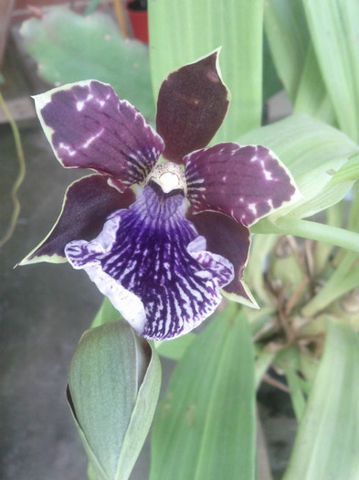 8.09.11 - Zygopetalum