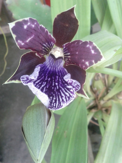 8.09.11 - Zygopetalum