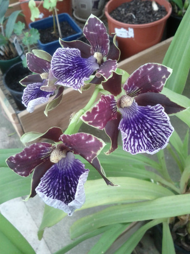 12.09.11 - Zygopetalum