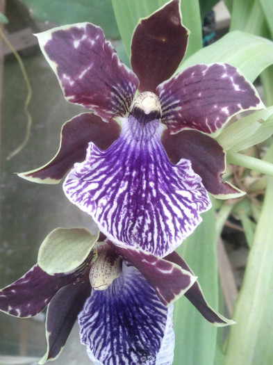 12.09.11 - Zygopetalum