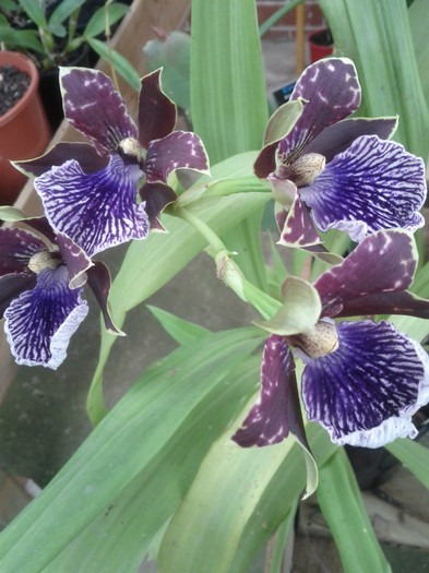 12.09.11 - Zygopetalum