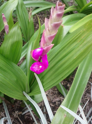 12.09.11  orhidee de gradina