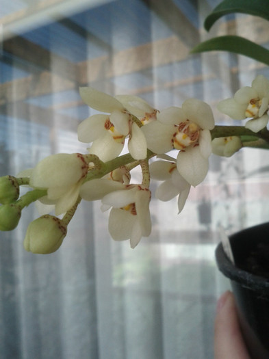 9.09.11 - Sarcochilus-orhidee