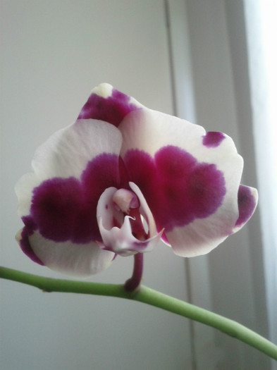 9.09.11 - Phalaenopsis