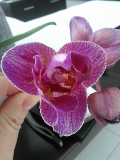 12.09.11 - Phalaenopsis