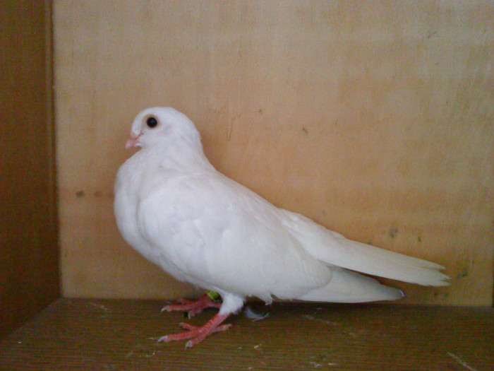 Dat in Croatia - D- Porumbei JUCATORI DE GALATI VANDUTI Album 1