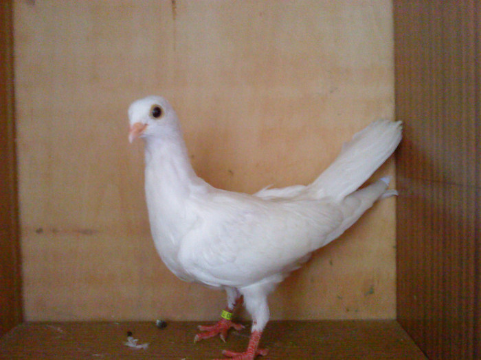 Dat in Croatia - D- Porumbei JUCATORI DE GALATI VANDUTI Album 1