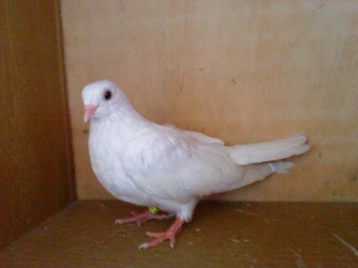 Dat in Croatia - D- Porumbei JUCATORI DE GALATI VANDUTI Album 1