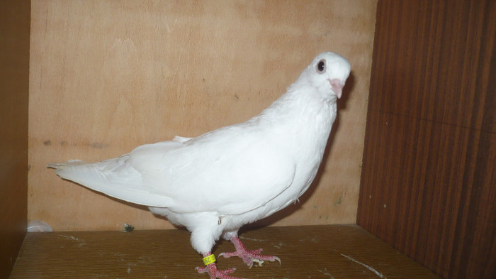 Dat in Croatia - D- Porumbei JUCATORI DE GALATI VANDUTI Album 1