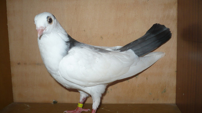 Dat in Croatia - D- Porumbei JUCATORI DE GALATI VANDUTI Album 1