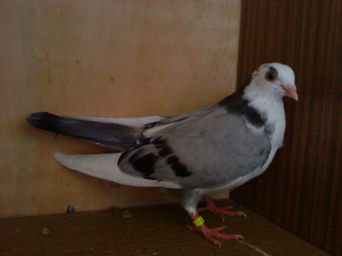 Dat in Croatia - D- Porumbei JUCATORI DE GALATI VANDUTI Album 1