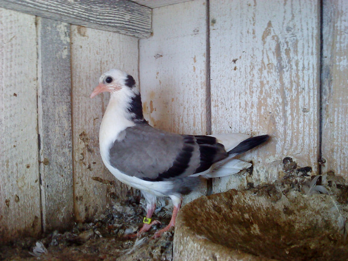 Dat in Croatia - D- Porumbei JUCATORI DE GALATI VANDUTI Album 1