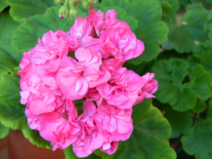 080 - 09_SEPTEMBRIE