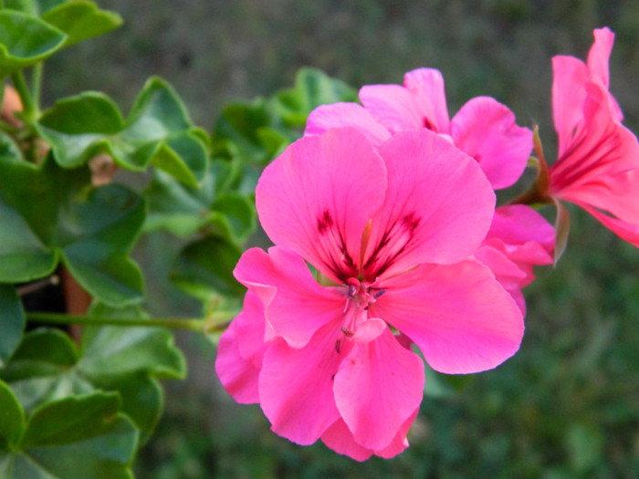 098 - 09_SEPTEMBRIE