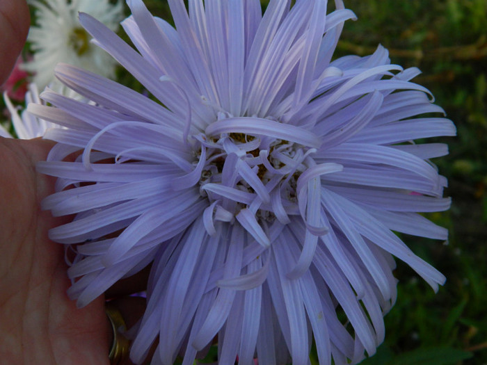 107 - 09_SEPTEMBRIE