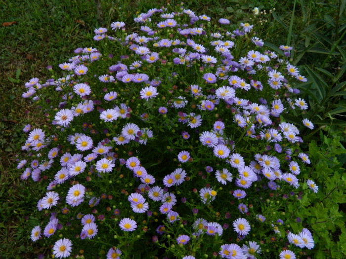 aster - 09_SEPTEMBRIE