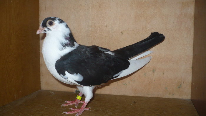 Dat in Iasi la Sicoara Fabian - D- Porumbei JUCATORI DE GALATI VANDUTI Album 1