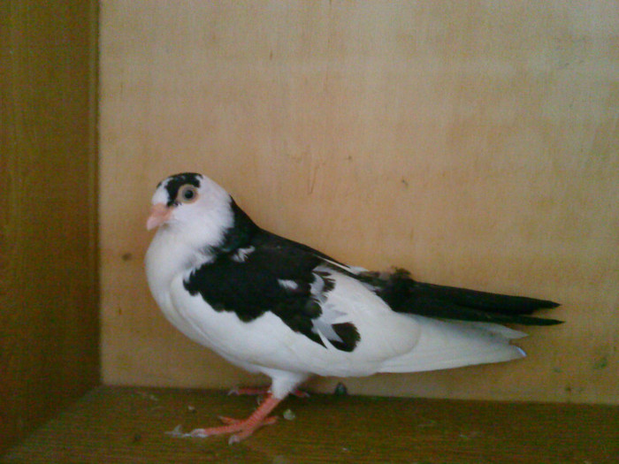 Dat in Iasi la Sicoara Fabian - D- Porumbei JUCATORI DE GALATI VANDUTI Album 1