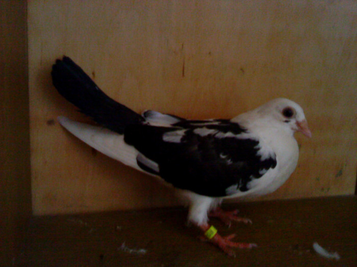 Dat in Iasi la Sicoara Fabian - D- Porumbei JUCATORI DE GALATI VANDUTI Album 1