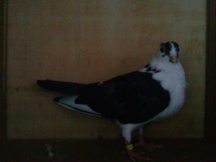 Dat in Iasi la Sicoara Fabian - D- Porumbei JUCATORI DE GALATI VANDUTI Album 1