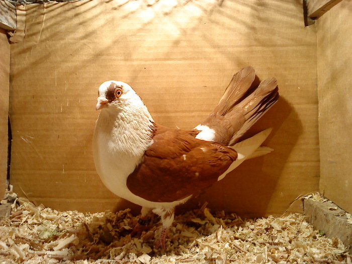 Data in Bucuresti la Dan - D- Porumbei JUCATORI DE GALATI VANDUTI Album 1