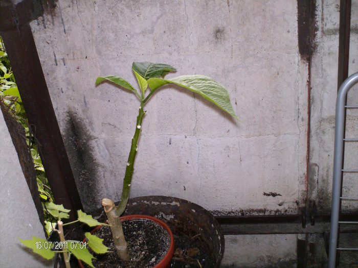 august 024 - BRUGMANSIA-trompeta ingerului