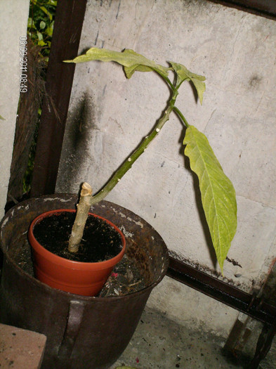 salvata?? - BRUGMANSIA-trompeta ingerului