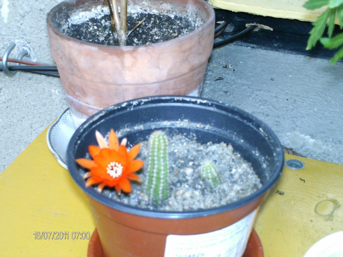 cactus de la Maria