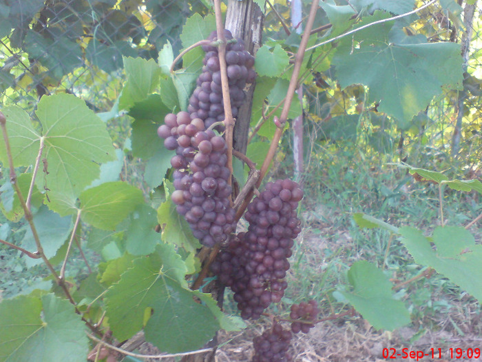 Pinot Gris - Struguri