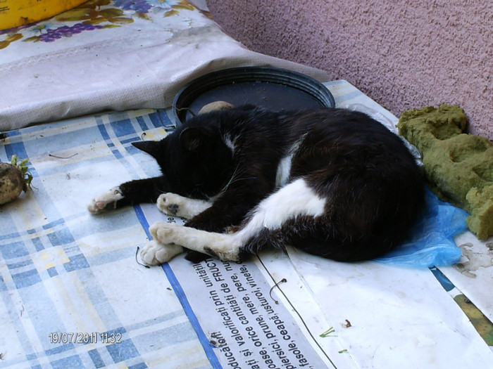 pisica preferata a casei.... - in vizita la gradina lui Maria