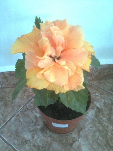 trandafir portocaliu - hibiscusi 2011