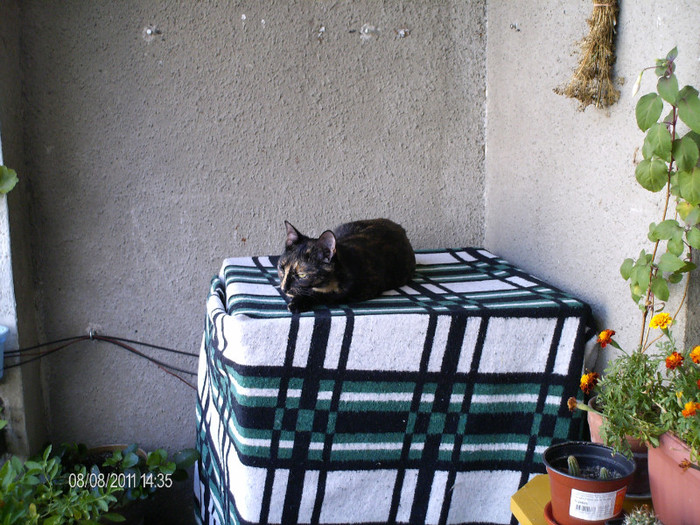august 054 - mita _2011