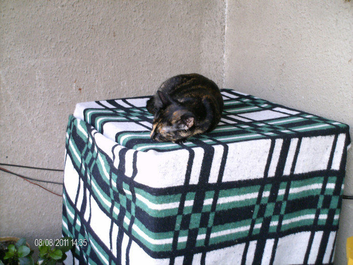 august 056 - mita _2011