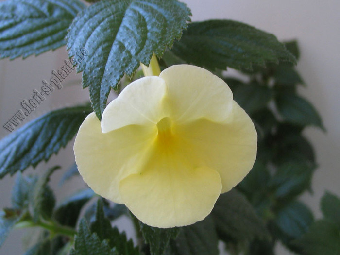 xAchimenantha Himalayan Sunrise 2 - ACHIMENES I